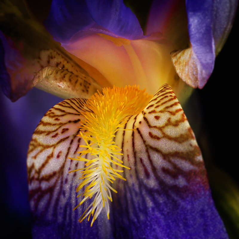 Blooming Iris On Black - Wrapped Canvas Print, 51cm H x 51cm W x 3.8cm D