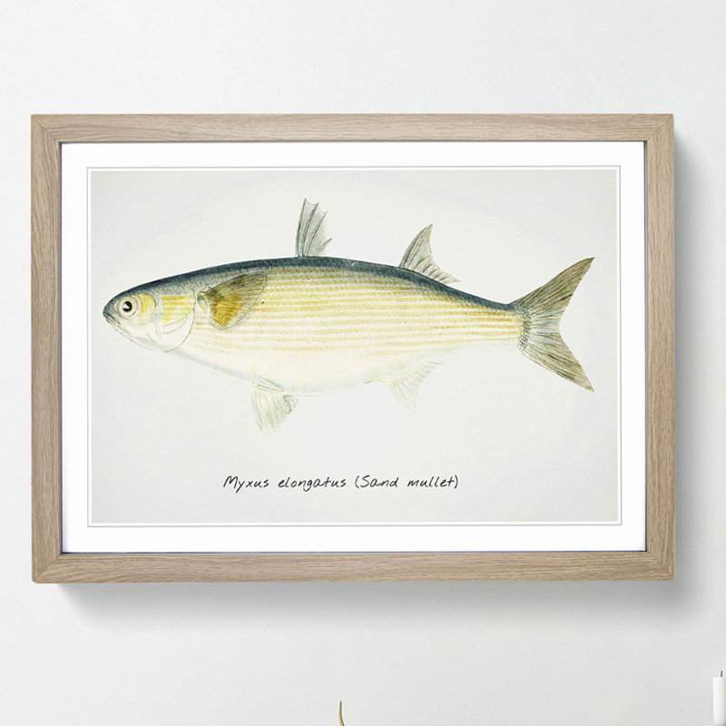 Illustration of a Sand Mullet Fish by F.E. Clarke - Picture Frame Painting Print, 36cm H x 48cm W x 2cm D, Oak Framed