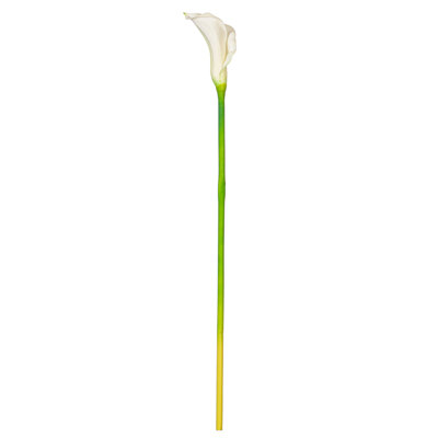 Cauldwell Calla Lily Stems
