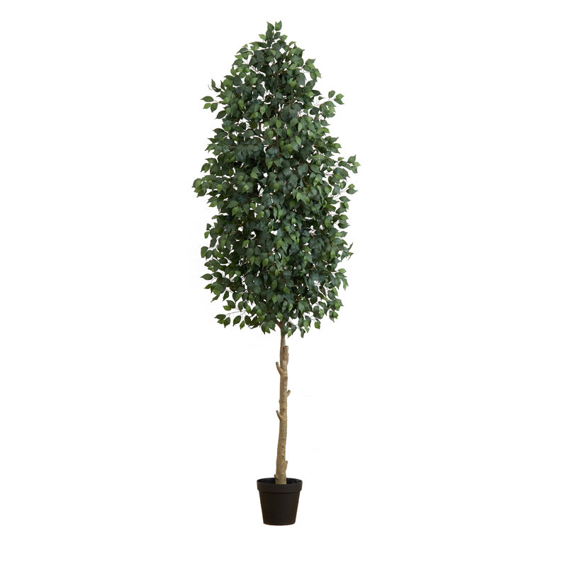 Ficus en pot 120 po en pot