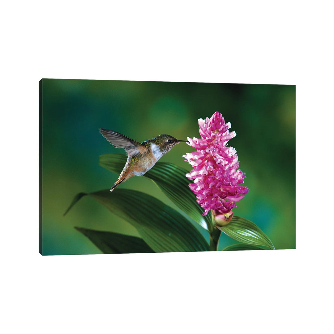 Female Scintillant Hummingbird At Flowers Of An Epiphytic Orchid, Monteverde Cloud Forest Reserve, Costa Rica by Michael & Patricia Fogden - Wrapped C