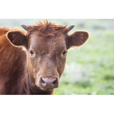 Red Cow Grazing by Tracielouise - No Frame Print on Canvas
