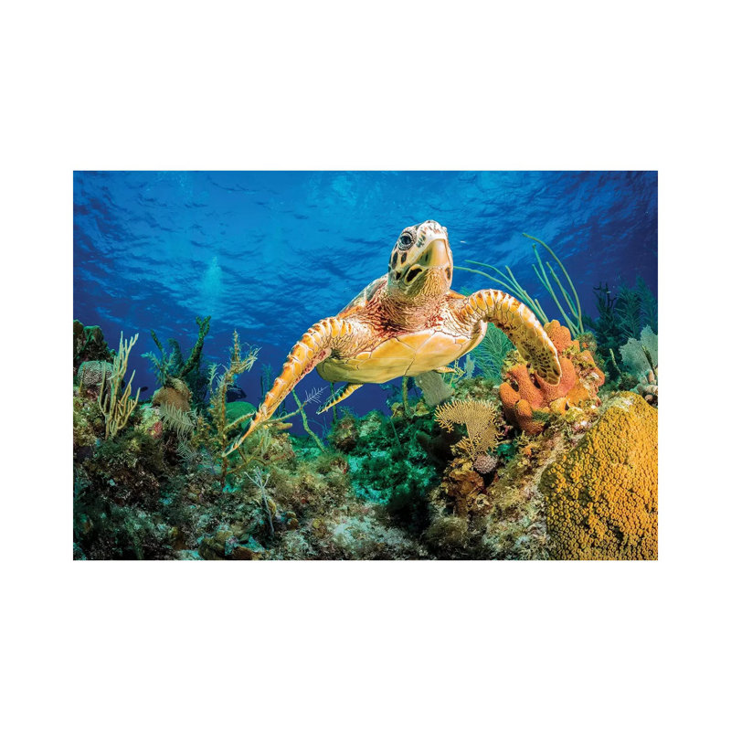 Hawksbill Turtle Swimming Through Caribbean Reef by Jan Abadschieff - Wrapped Canvas Print, 20.32 cm H x 30.48 cm W
