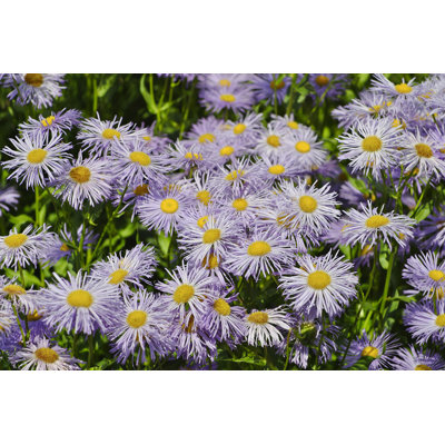 Flowers 1 Piece Wrapped Canvas Wall Art