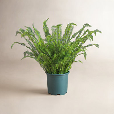 Boston Fern Plant in Nursery Pot