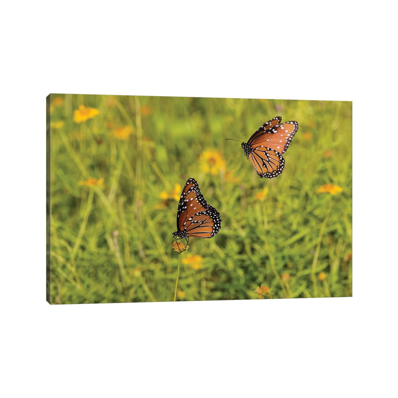 Queens (Danaus Gilippus) Butterfly Pair In Breeding Activity by Larry Ditto - Wrapped Canvas Print, 20.32 cm H x 30.48 cm W