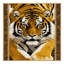  Tapis lavable Golden Tiger Big Cats-1516399144