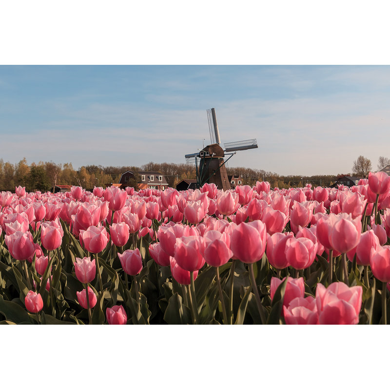 Ankenbaer Tulip Field - Wrapped Canvas Print, 30cm H x 46cm W x 3.8cm D