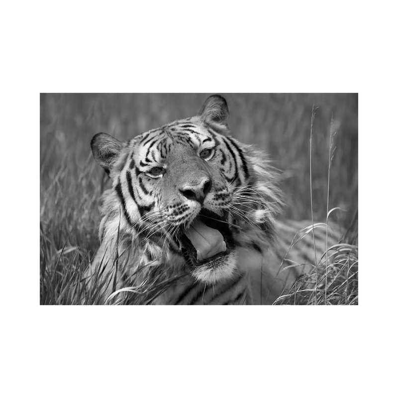 Siberian Tiger Yawning, Endangered, Native To Siberia - Wrapped Canvas Print, 20.32 cm H x 30.48 cm W