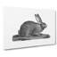 Illustration of a Hare - Wrapped Canvas-55359308