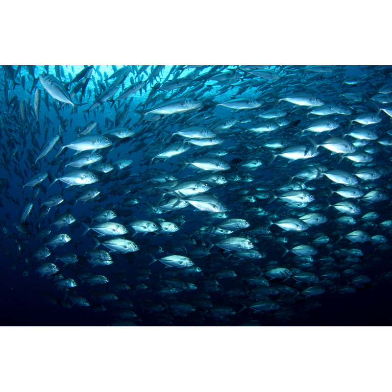 " Swirling School Of Silver Fish " by Mekoo, 8" H x 12" W  