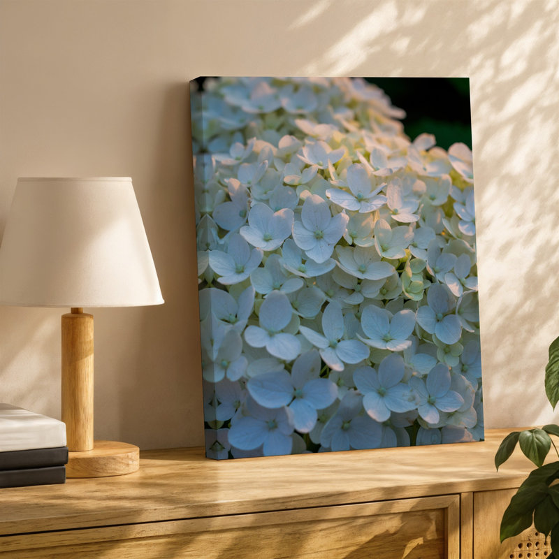 Toile, composition en gros plan de délicates fleurs d'hortensia blanches denses emballées ensemble mettant en vedette leur douce toile arrondie