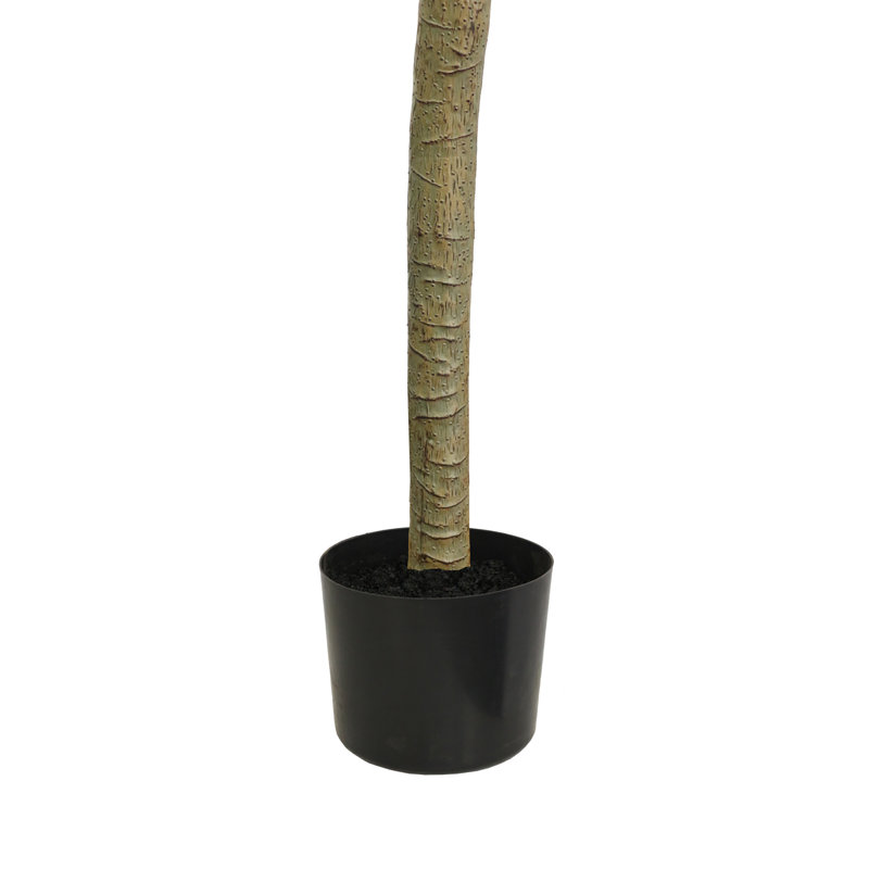 Olive toscane, 67 po