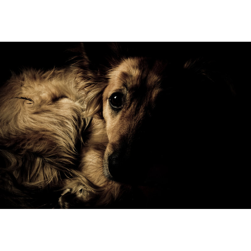 Abandoned Dog 1 Piece Wrapped Canvas Wall Art, 20cm H x 30cm W x 3.8cm D