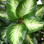 The Holiday Aisle®, plante hôte artificielle-275941826