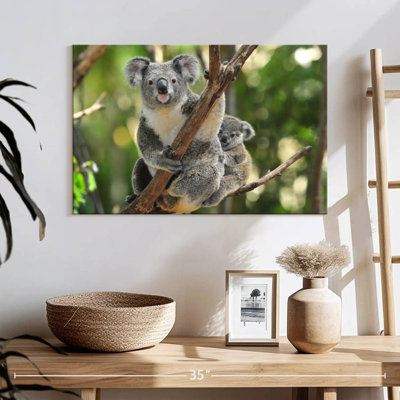 Australian Koala Bears