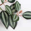 20cm Plant-1148979984