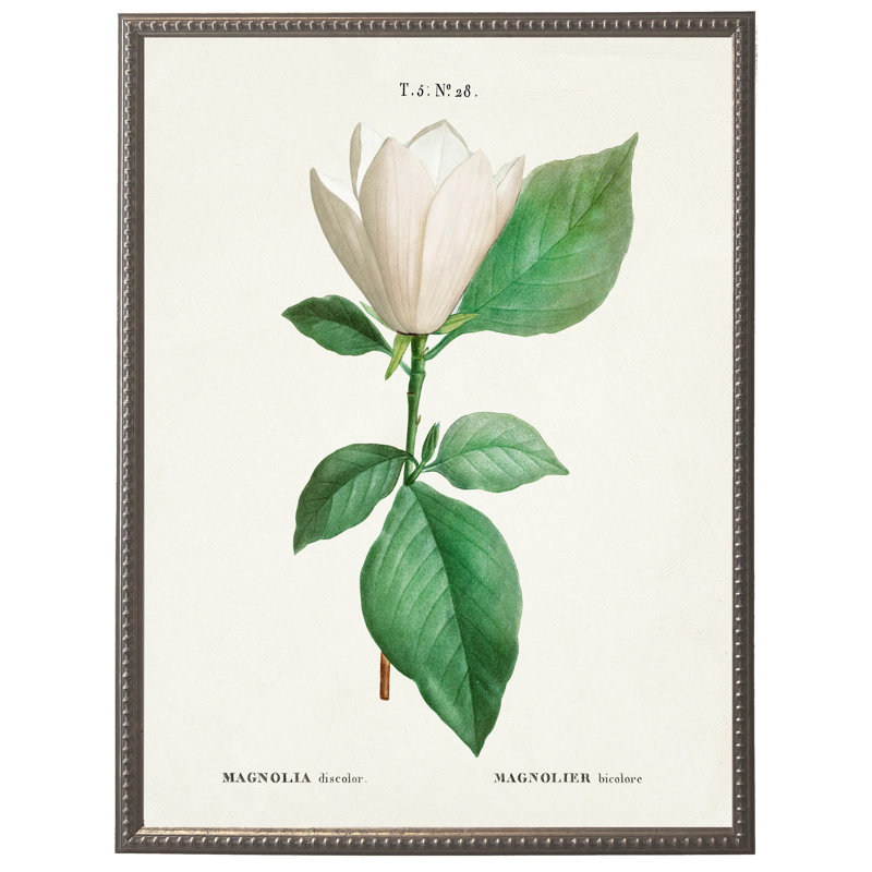 Magnolia blanc sur fond blanc