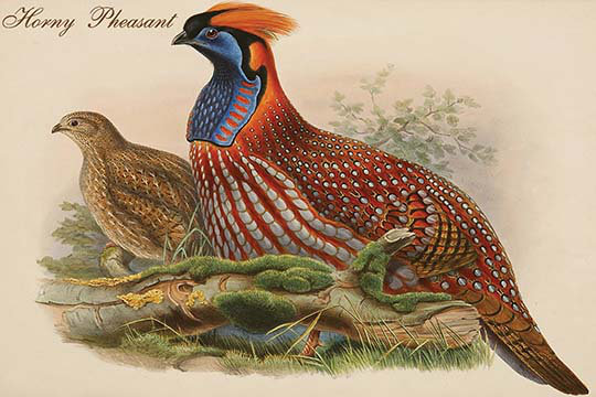 Reproduction d’art graphique sans cadre « horny faisan » par john gould, H 28 po x l 42 po x P 1,5 po