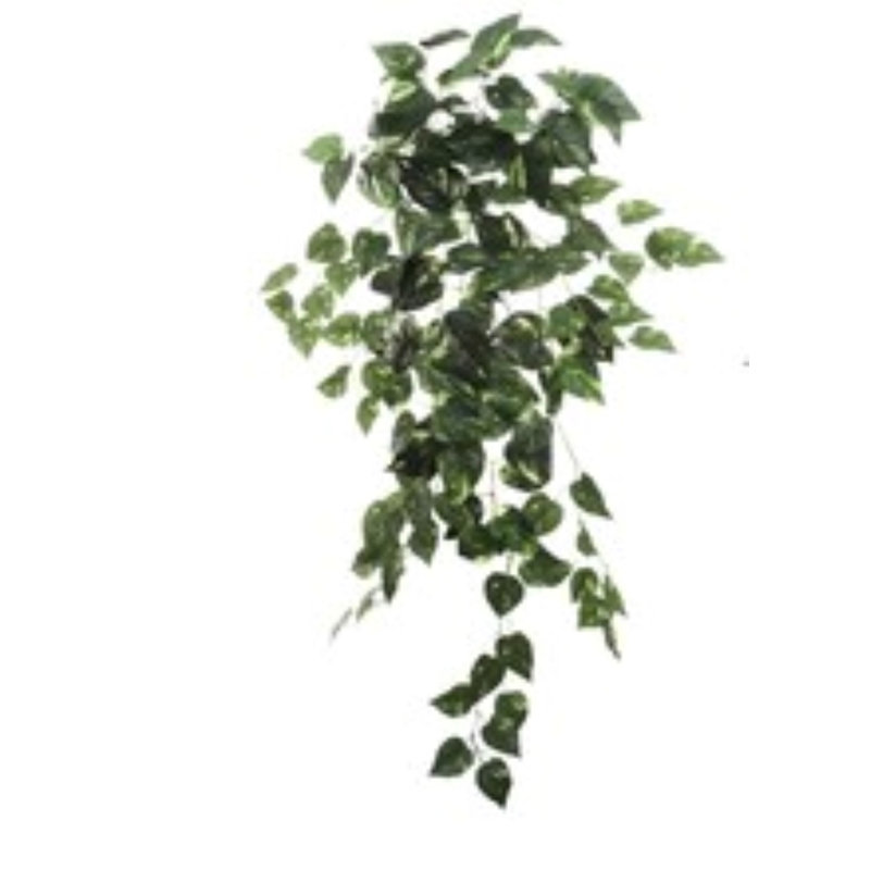 12 pièces Bush Pothos 36 po - 2025 Spring Collection