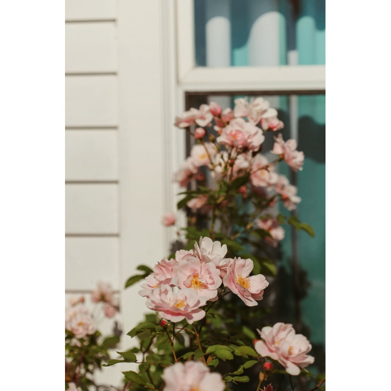 Plants & Flowers Print by Bock, Alicia, 30" H x 22" W x 1.25" D, Maple Framed Paper