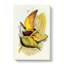 Allied Fruit-Pigeons - Wrapped Canvas-55368781