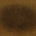 Mustang (Maestro Artisano)