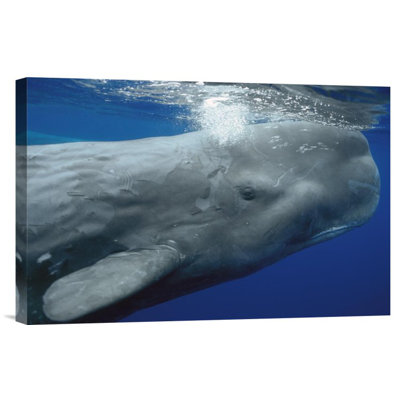 " Sperm Whale Surfacing, Azores Islands, Portugal "