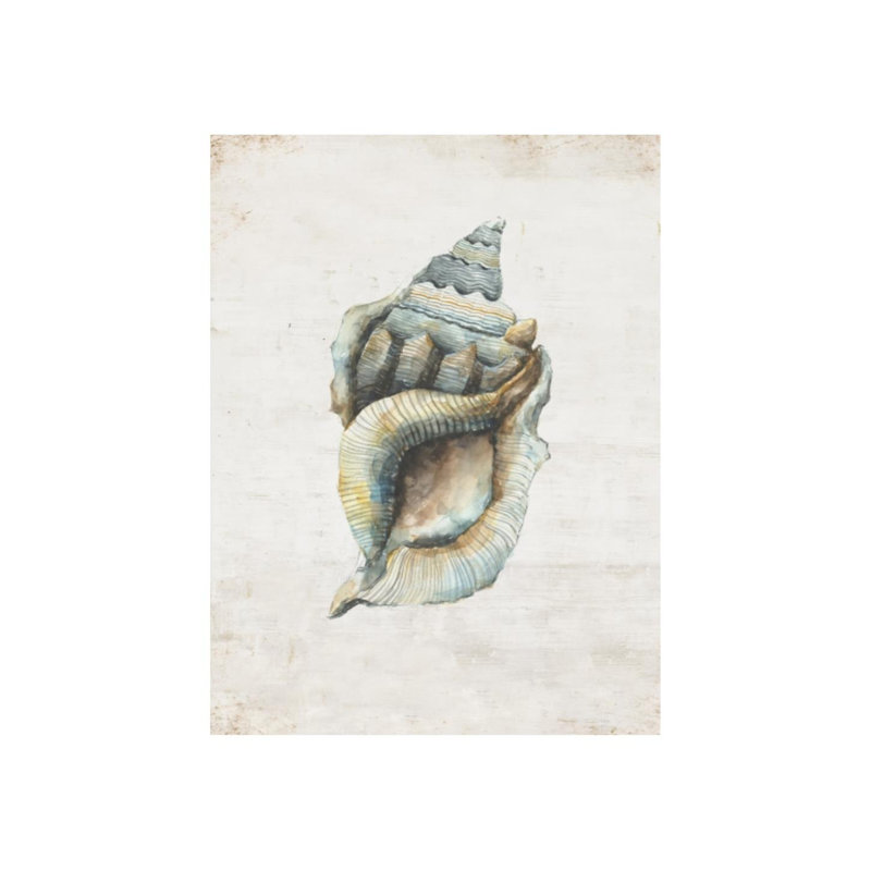 Shell Compilation II Print by Beverly Fuller, Image Brush Gel, 40" H x 30" W x 1.5" D