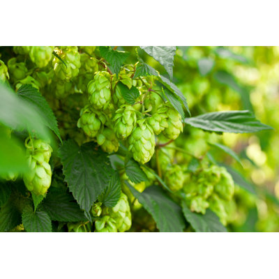 " Green Hops "