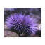 No Frame Print on Canvas