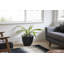 Plante grasse artificielle Bragdon en pot