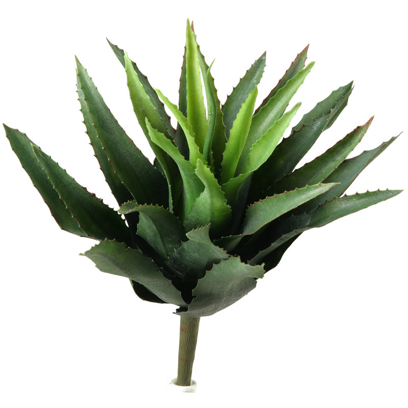 Succulent Plant