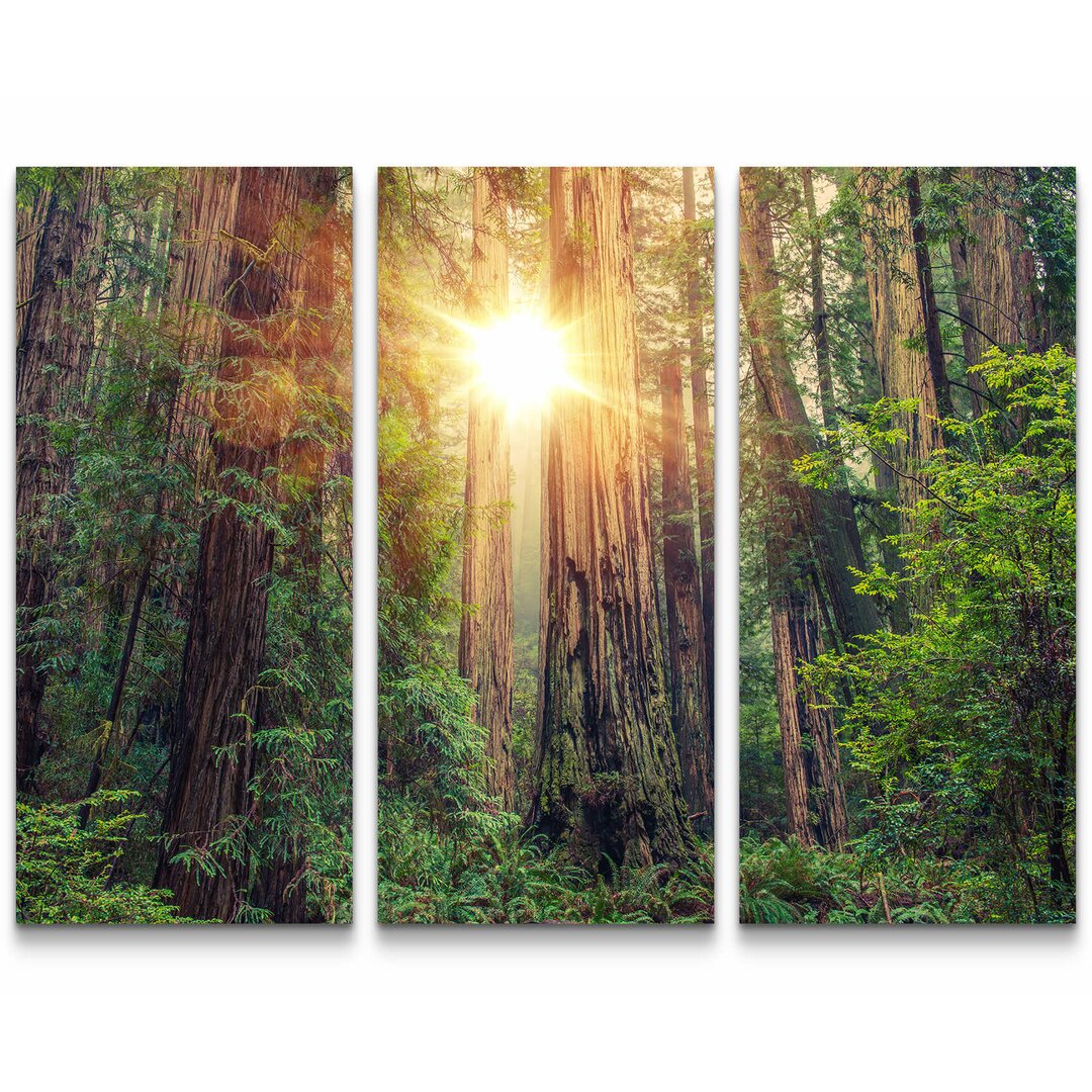 3-tlg. Leinwandbilder-Set Redwood Forest mit Sonnenstrahlen