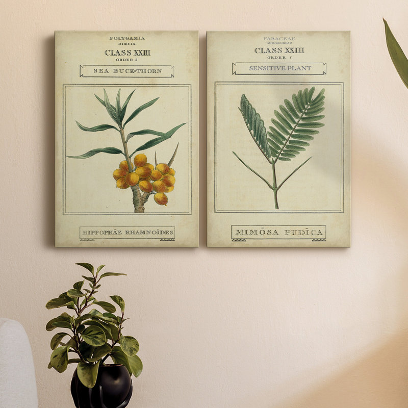 Toile tendue avec châssis Linnaean Botany III - prête à être accrochée, H 36 po x l 24 po x P 1 po