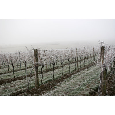 Frozen Vineyard by Aarstudio