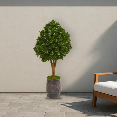 Tea Leaf Tree in Metal Planter