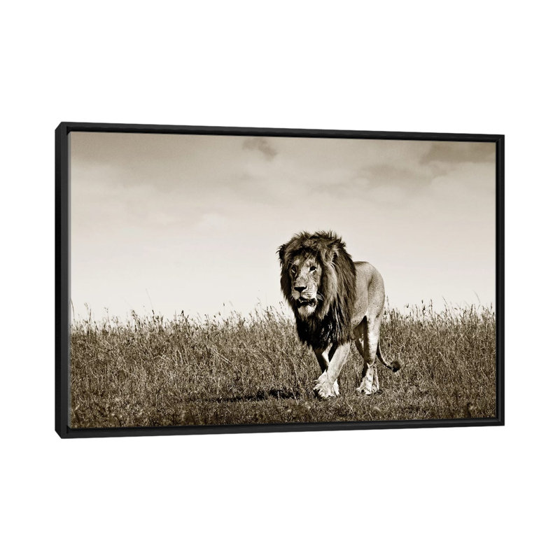 Purposeful Lion by Klaus Tiedge - Print on Canvas, 66.04 cm H x 45.72 cm W, Black Framed