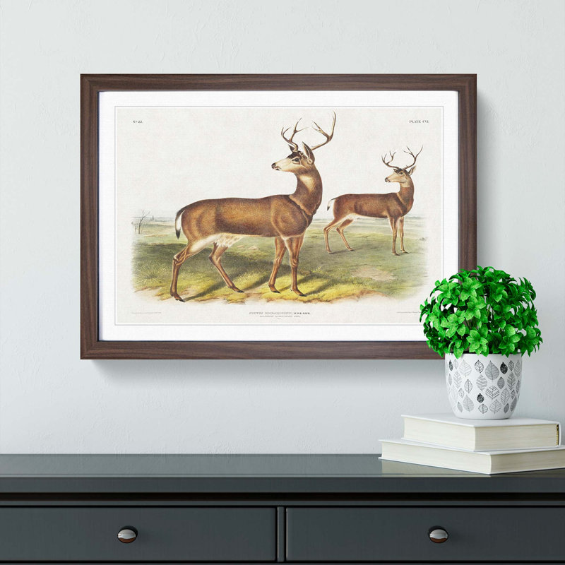 Columbian Black-Tailed Deer by J.W. Audubon - Picture Frame Painting, 27cm H x 36cm W x 2cm D, Walnut Framed