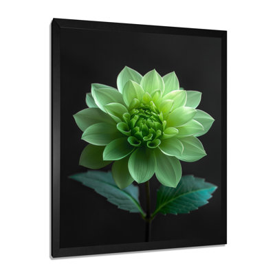 Dahlia noir et vert en photo monochrome - impression d'art mural Dahlia