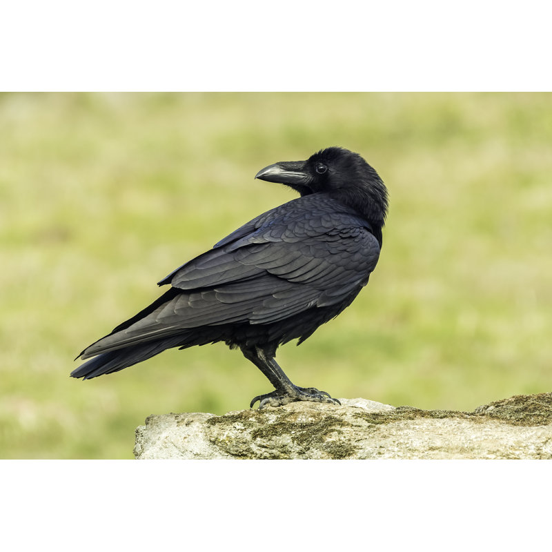 Raven - Wrapped Canvas Print, 30cm H x 46cm W x 3.8cm D