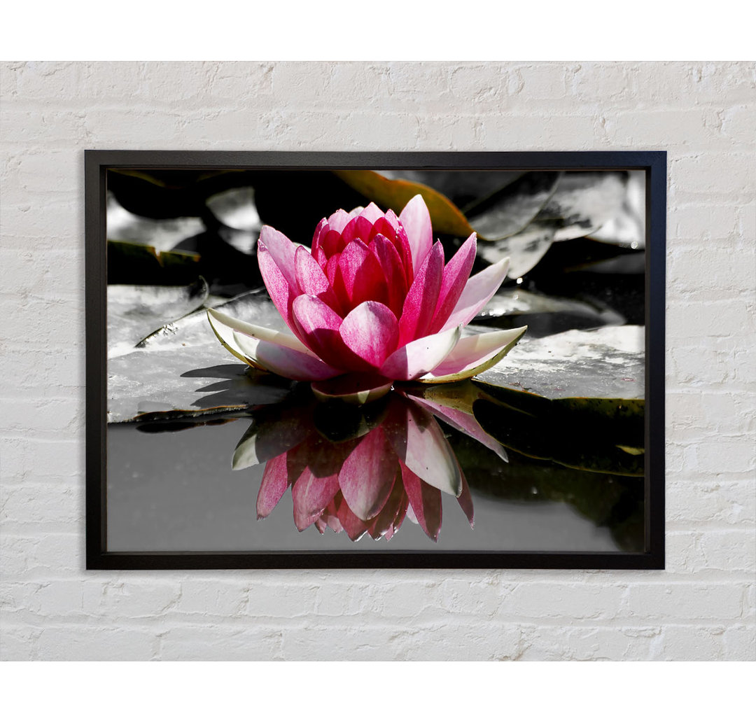 Pink Water Lily Reflections B N W - Einzelbildrahmen Kunstdrucke auf Leinwand