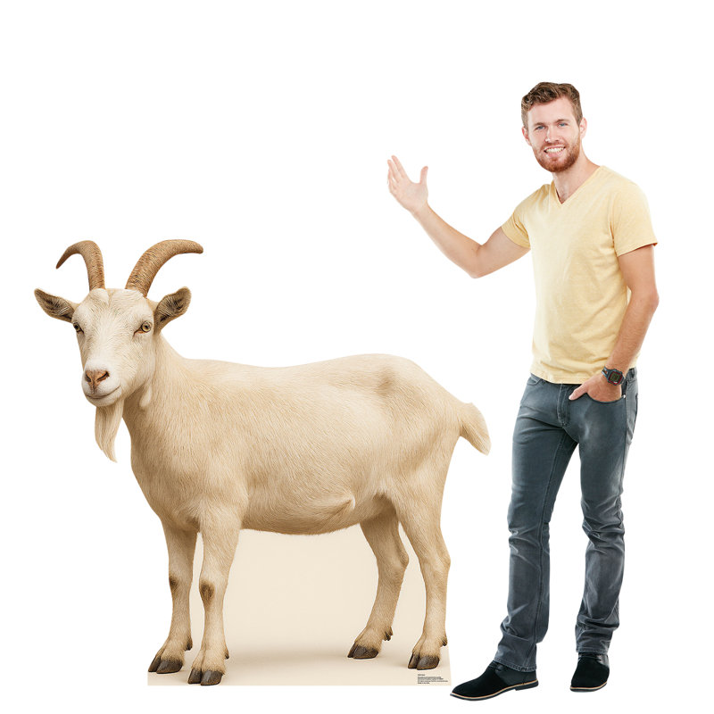 Goat