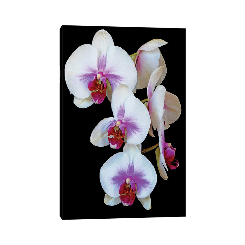 Orchids by Brian Wolf - Wrapped Canvas Gallery-Wrapped Canvas Giclée, 30.48cm H x 20.32cm W