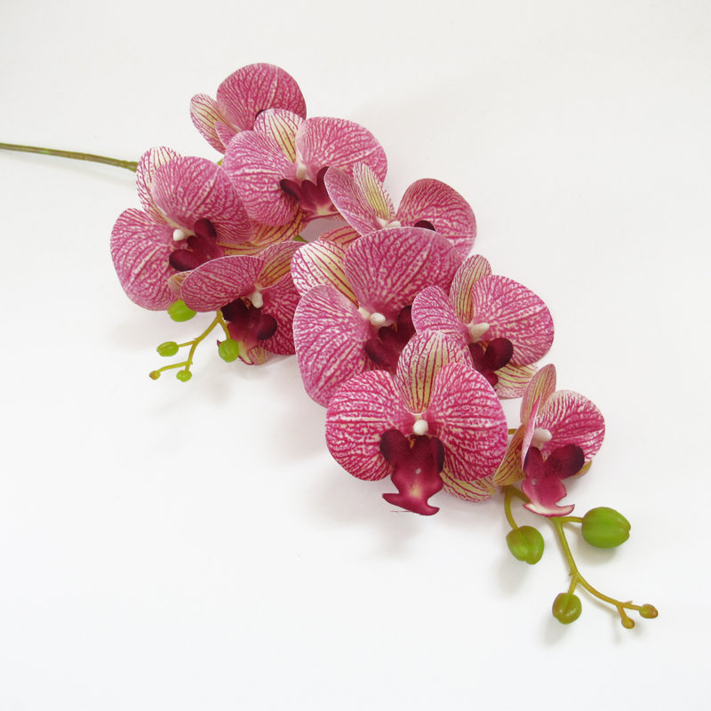 Tige d'orchidées phalaenopsis, Fuchsia