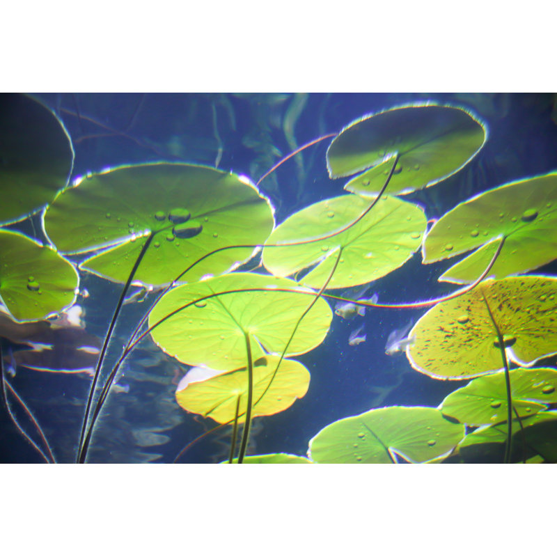 Lily Pad Pond by ChristinaFelsing - Wrapped Canvas Print, 51cm H x 76cm W x 3.8cm D