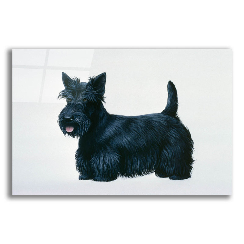 " Scottish Terrier " by Harro Maass, 12" H x 16" W x 0.13" D