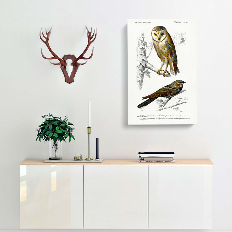 Owl And Bird Illustrations by Charles D' Orbigny - Wrapped Canvas Painting, 60cm H x 40cm W x 3cm D