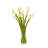 CALLA LILY IN CYLINDER