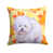 Bichon Frise 1